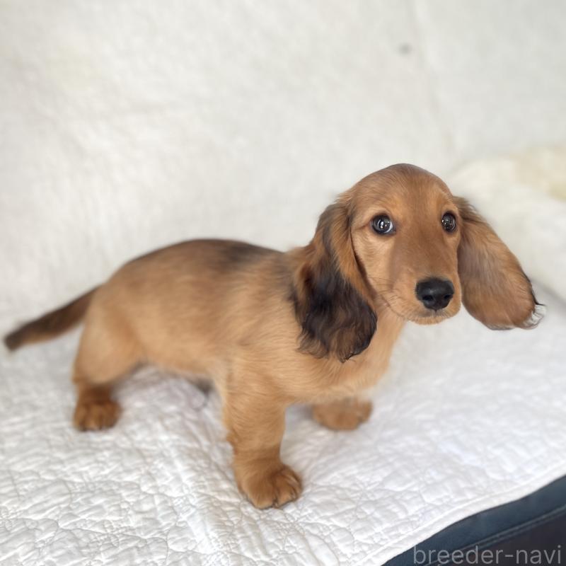 販売中の愛知県のミニチュアダックスフンド(ロングヘアード)-445613の4枚目