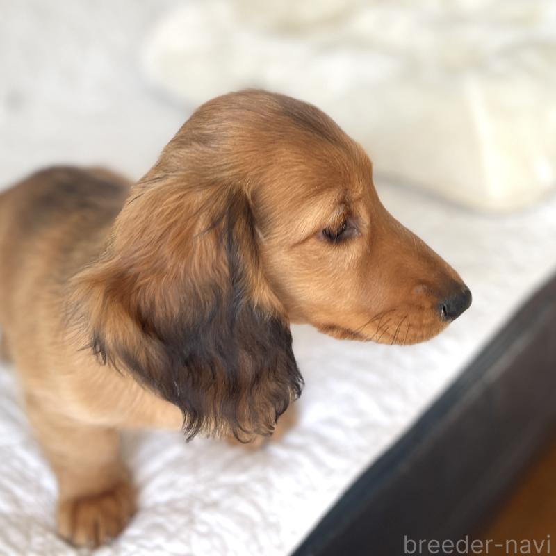 販売中の愛知県のミニチュアダックスフンド(ロングヘアード)-445613の3枚目