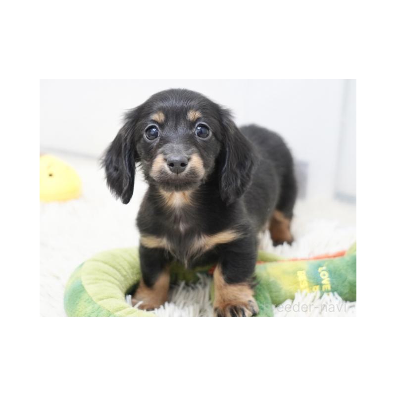 販売中の兵庫県のミニチュアダックスフンド(ロングヘアード)-445607の1枚目