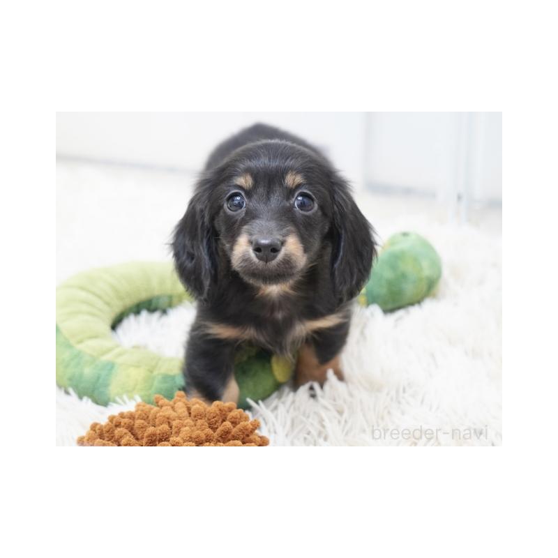 販売中の兵庫県のミニチュアダックスフンド(ロングヘアード)-445607の3枚目