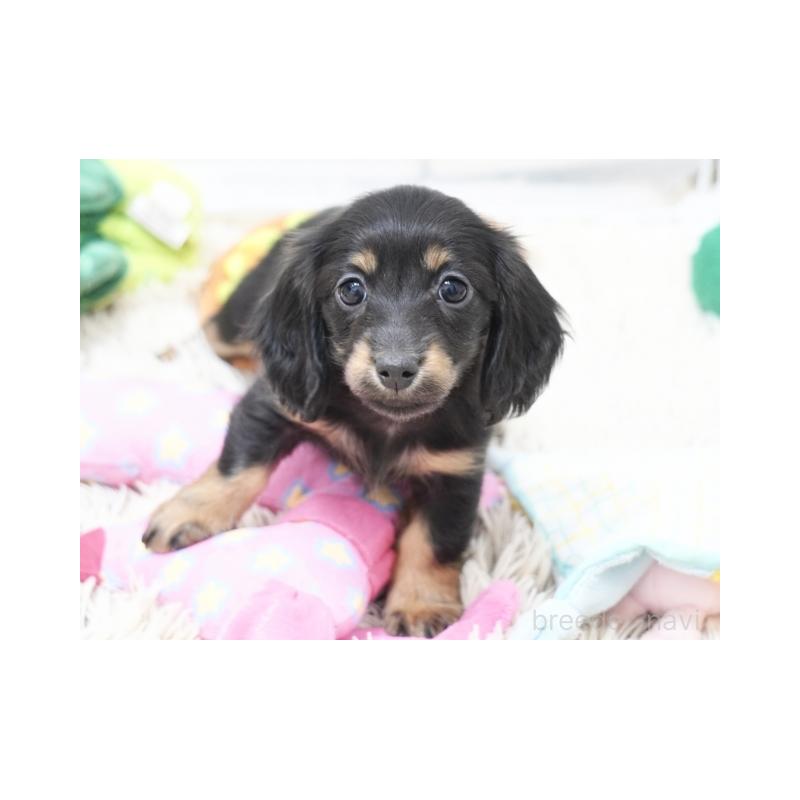 販売中の兵庫県のミニチュアダックスフンド(ロングヘアード)-445607の2枚目