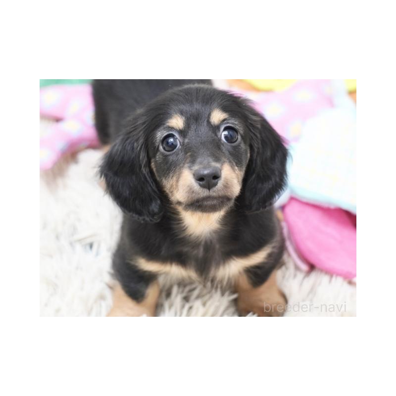 販売中の兵庫県のミニチュアダックスフンド(ロングヘアード)-445608の1枚目