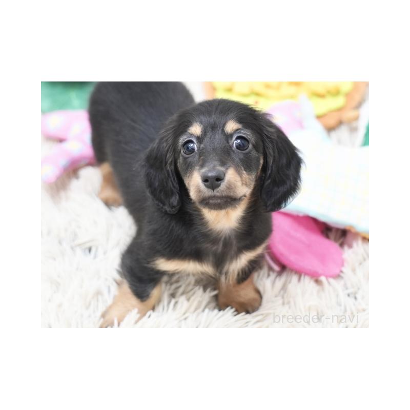販売中の兵庫県のミニチュアダックスフンド(ロングヘアード)-445608の2枚目