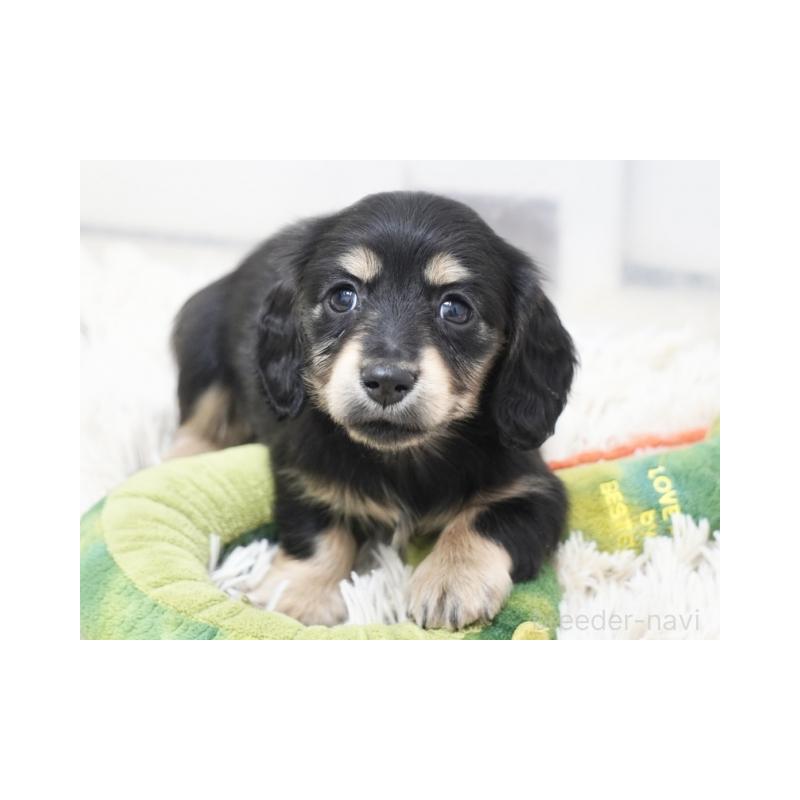 販売中の兵庫県のミニチュアダックスフンド(ロングヘアード)-445609の1枚目