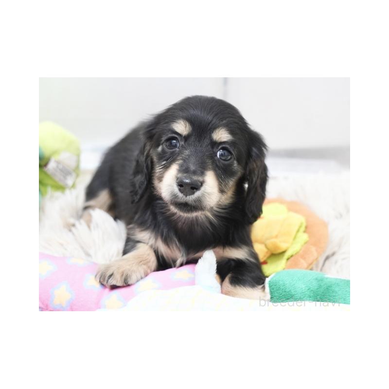 販売中の兵庫県のミニチュアダックスフンド(ロングヘアード)-445609の3枚目