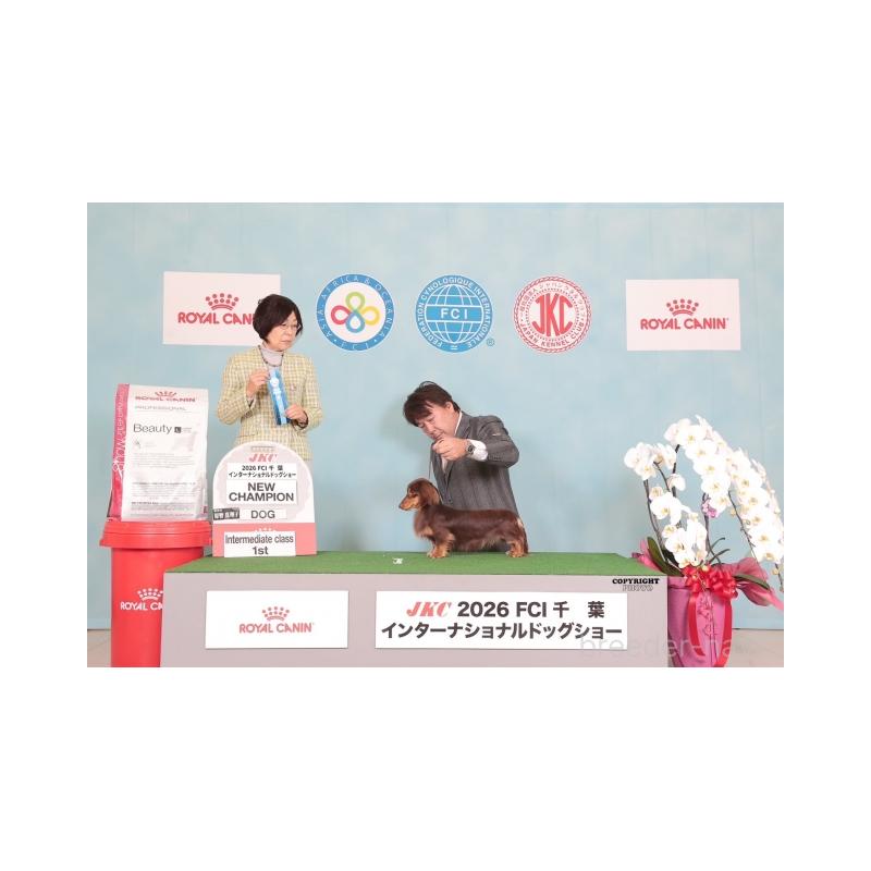 販売中の兵庫県のミニチュアダックスフンド(ロングヘアード)-445609の2枚目