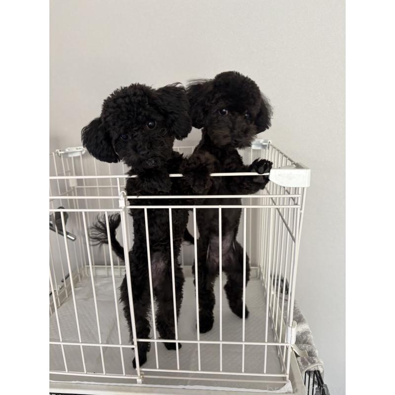 販売中の神奈川県のトイプードル-429716の2枚目