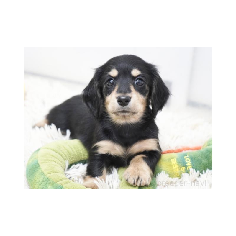 販売中の兵庫県のミニチュアダックスフンド(ロングヘアード)-445610の4枚目