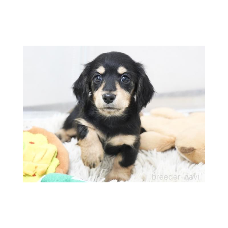 販売中の兵庫県のミニチュアダックスフンド(ロングヘアード)-445610の3枚目