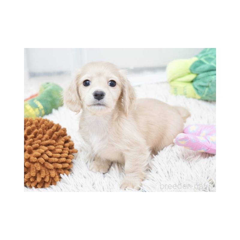 販売中の兵庫県のミニチュアダックスフンド(ロングヘアード)-445612の4枚目