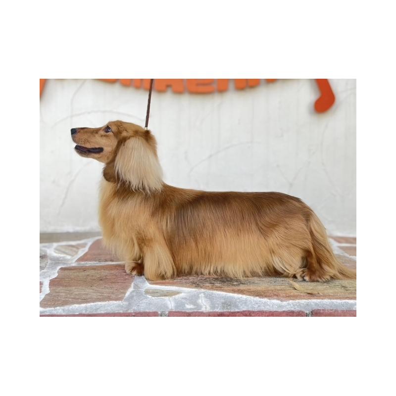 販売中の兵庫県のミニチュアダックスフンド(ロングヘアード)-445612の2枚目