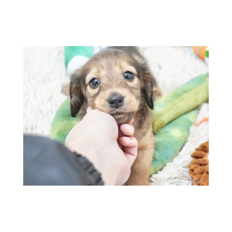 販売中の兵庫県のミニチュアダックスフンド(ロングヘアード)-445614の4枚目