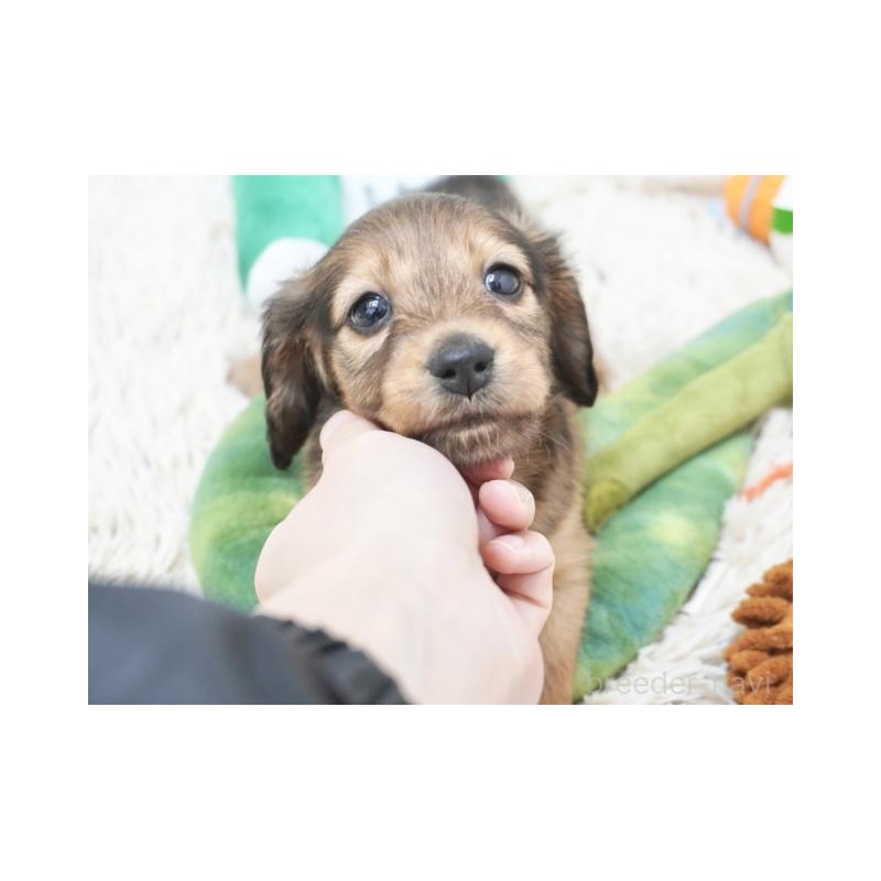 販売中の兵庫県のミニチュアダックスフンド(ロングヘアード)-445614の3枚目