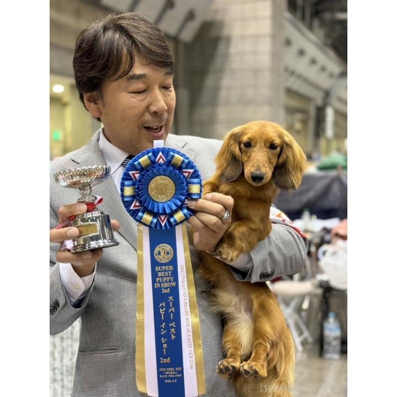 販売中の兵庫県のミニチュアダックスフンド(ロングヘアード)-445614の2枚目