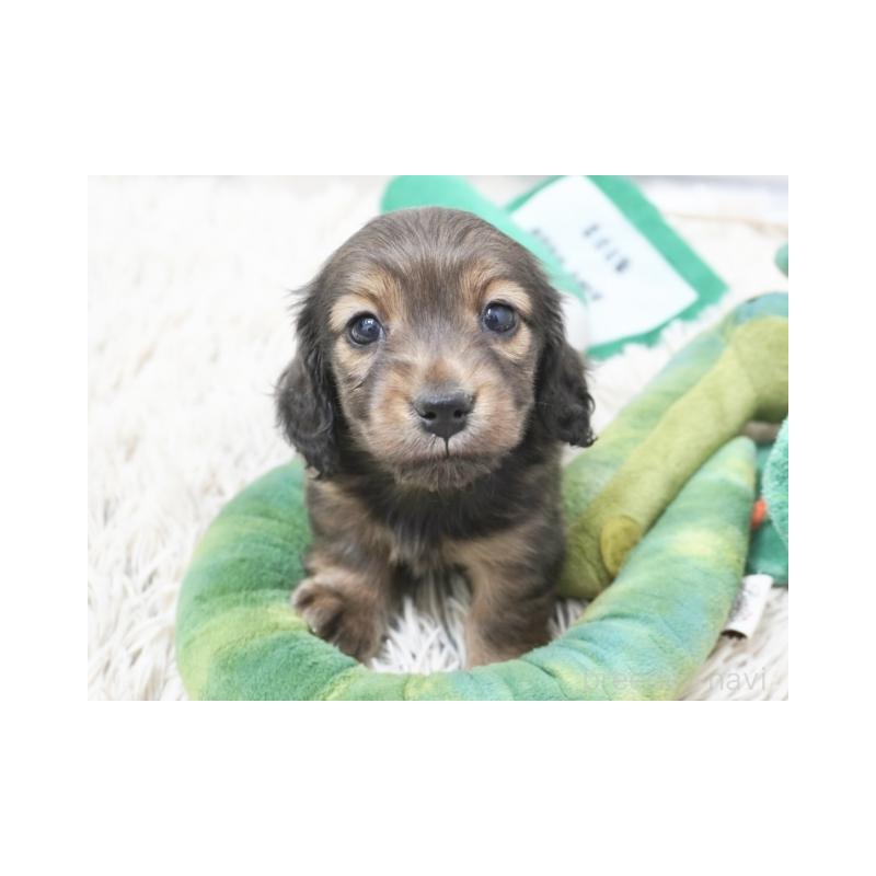 販売中の兵庫県のミニチュアダックスフンド(ロングヘアード)-445615