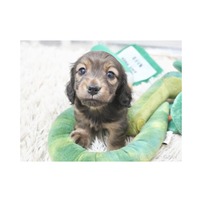 販売中の兵庫県のミニチュアダックスフンド(ロングヘアード)-445615の3枚目