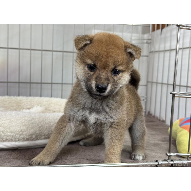 販売中の岡山県の柴犬-445616の5枚目