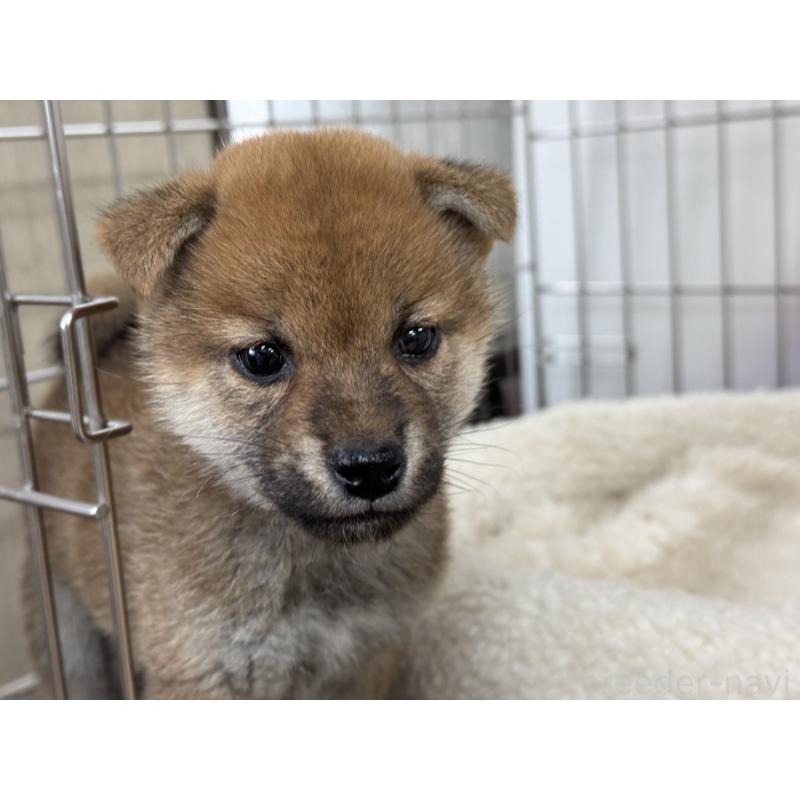 販売中の岡山県の柴犬-445616の3枚目