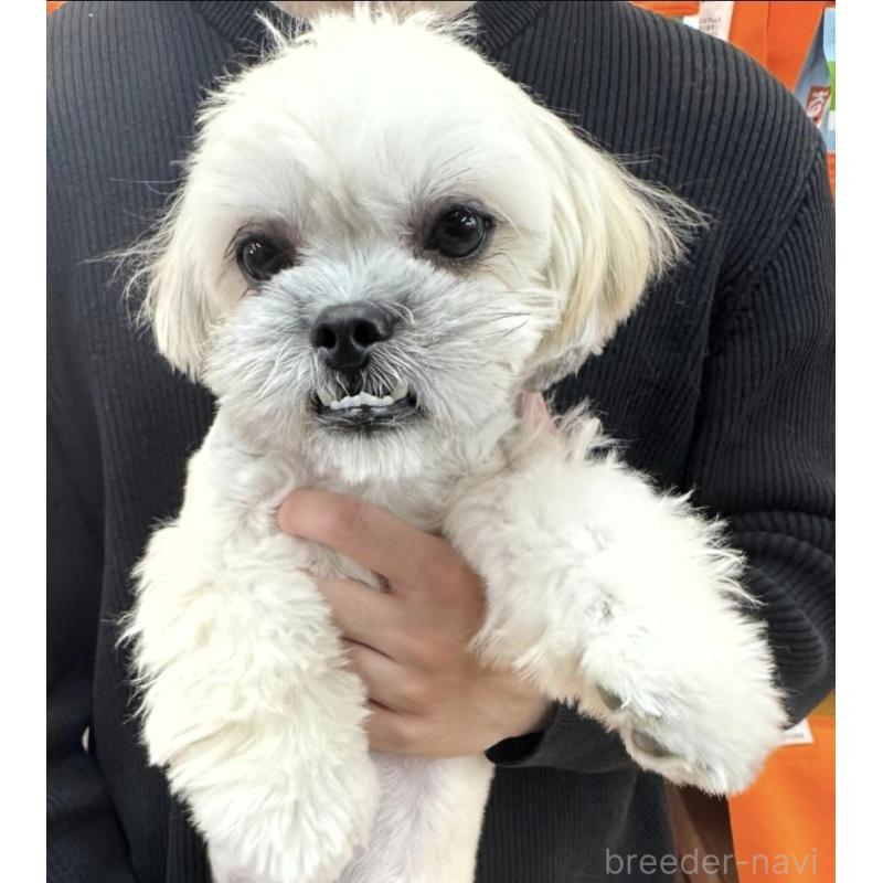 販売中の青森県のミックス犬-445617の1枚目