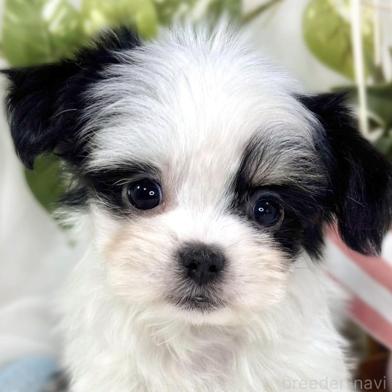 販売中の滋賀県のチワマル:チワワ×マルチーズ-444156