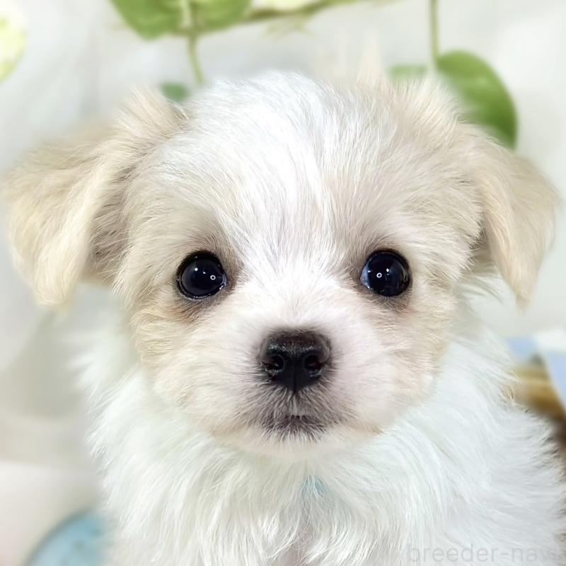 販売中の滋賀県のチワマル:チワワ×マルチーズ-444158