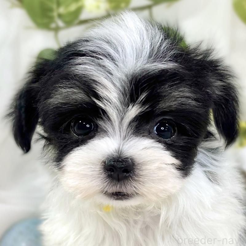 販売中の滋賀県のチワマル:チワワ×マルチーズ-444160