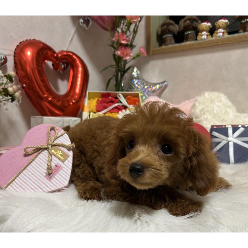 販売中の岡山県のタイニープードル-433107の10枚目