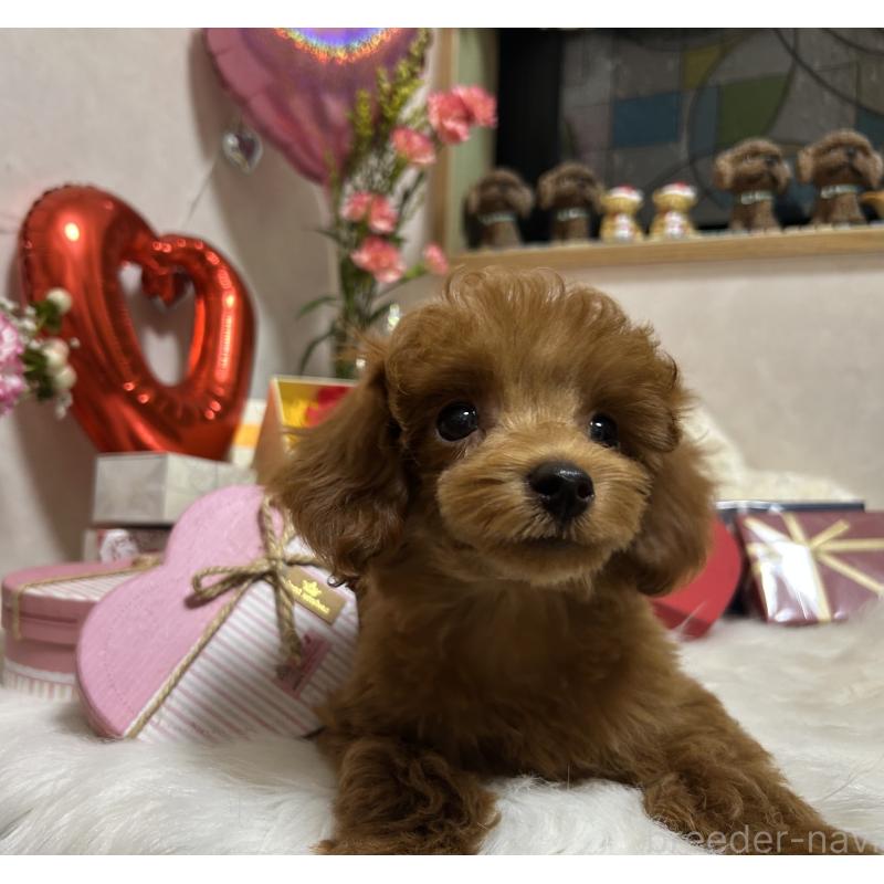 販売中の岡山県のタイニープードル-433107の9枚目