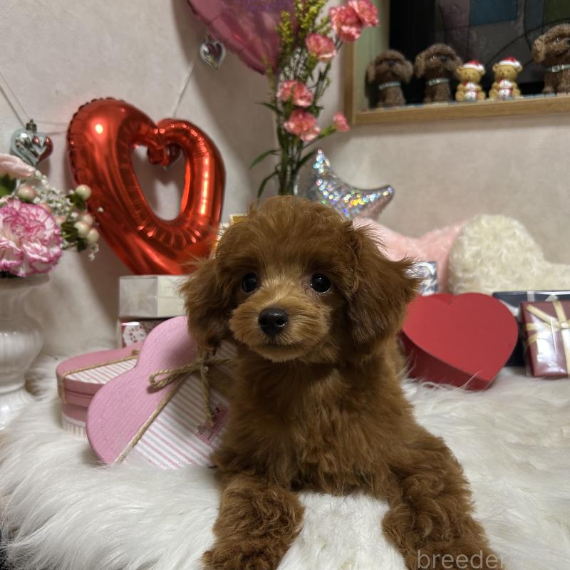 販売中の岡山県のタイニープードル-433107の6枚目