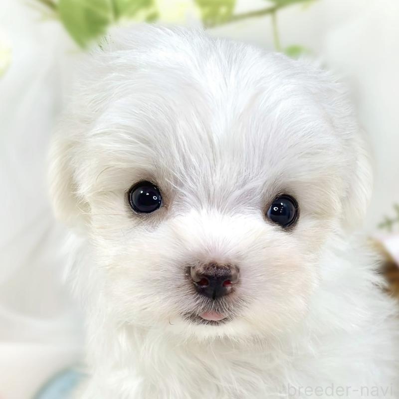 販売中の滋賀県のチワマル:チワワ×マルチーズ-444163