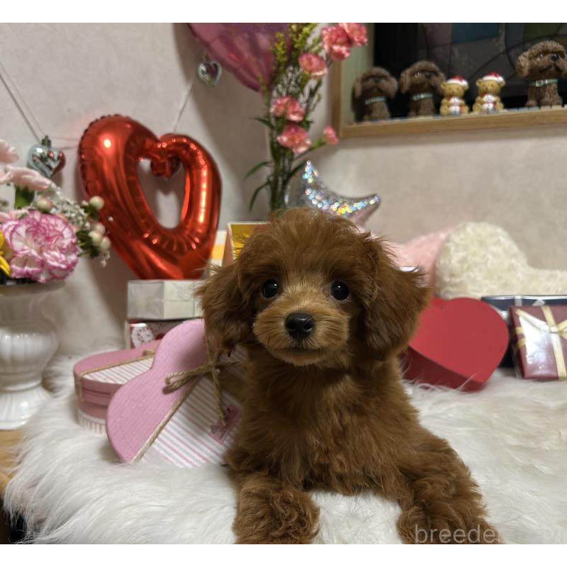 販売中の岡山県のタイニープードル-433107の5枚目