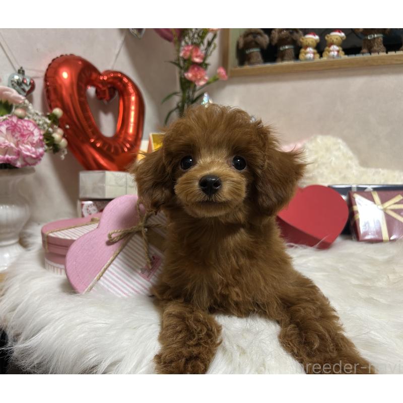 販売中の岡山県のタイニープードル-433107の4枚目