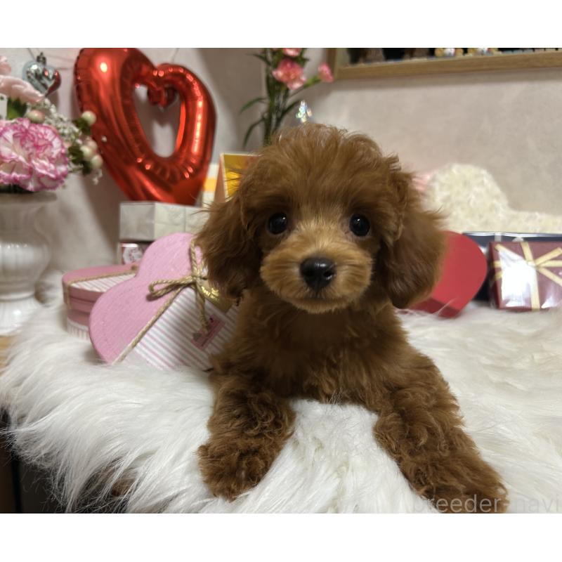 販売中の岡山県のタイニープードル-433107の3枚目