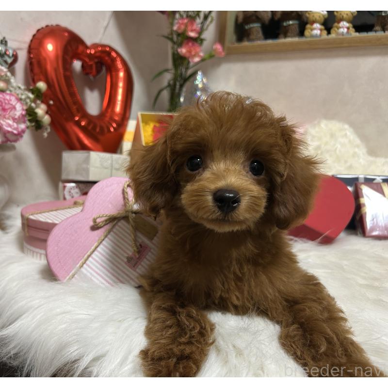 販売中の岡山県のタイニープードル-433107の2枚目