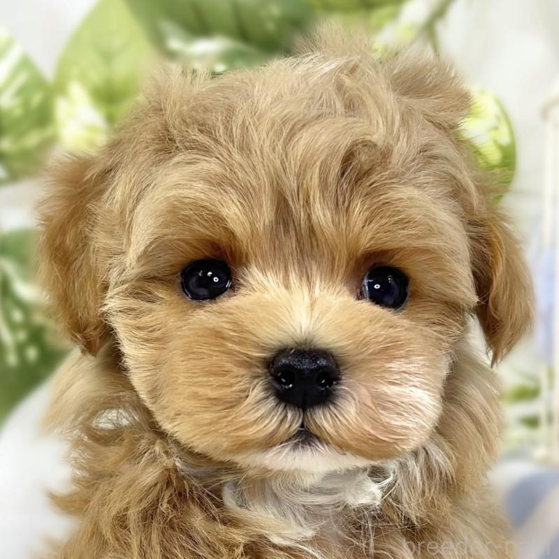 成約済ののマルプー:マルチーズ×トイプードル-444166