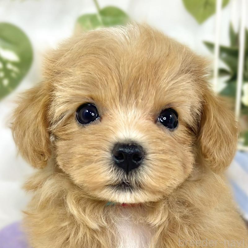 販売中の滋賀県のマルプー:マルチーズ×トイプードル-444171