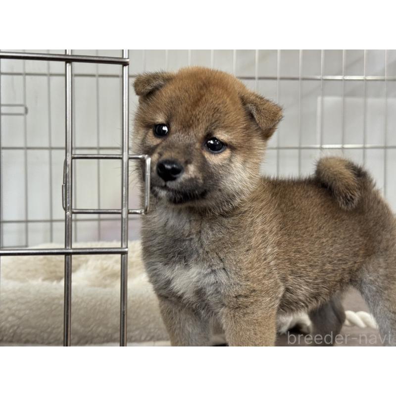 販売中の岡山県の柴犬-445619の5枚目