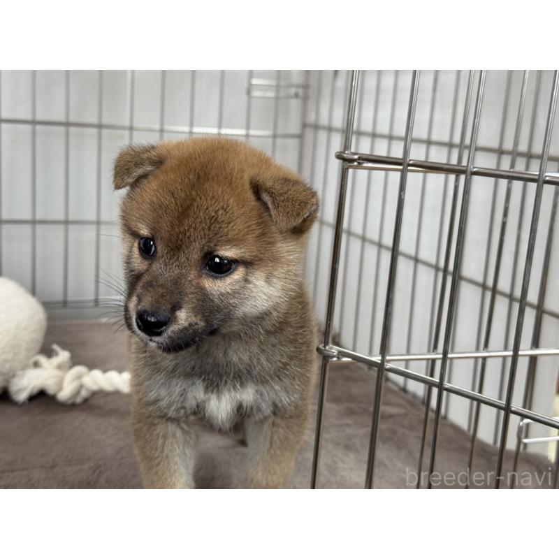 販売中の岡山県の柴犬-445619の4枚目