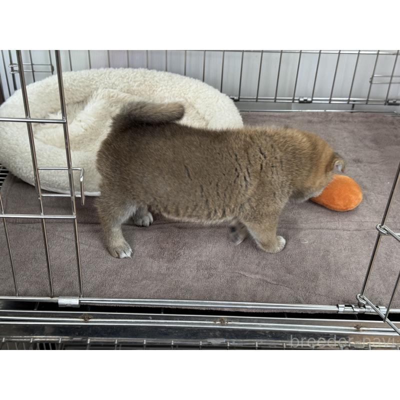 販売中の岡山県の柴犬-445619の2枚目