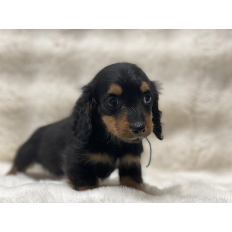 販売中の愛知県のカニンヘンダックスフンド(ロングヘアード)-445620の3枚目