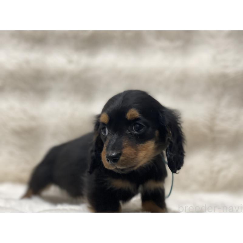 販売中の愛知県のカニンヘンダックスフンド(ロングヘアード)-445620の2枚目