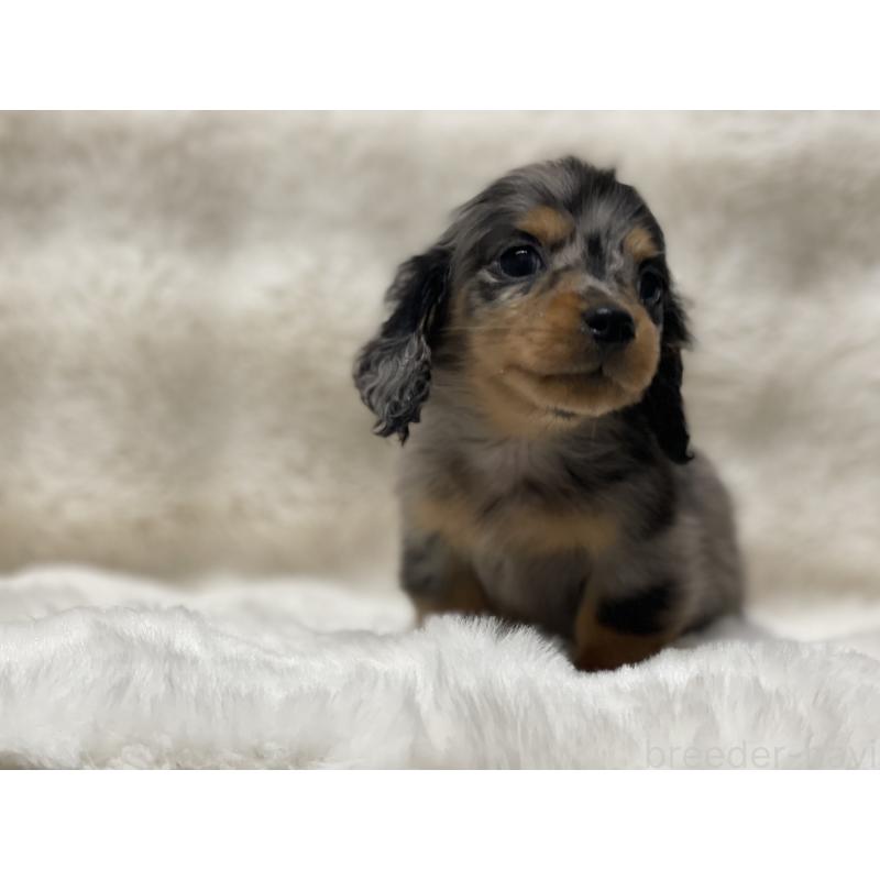 成約済の愛知県のカニンヘンダックスフンド(ロングヘアード)-437055の3枚目