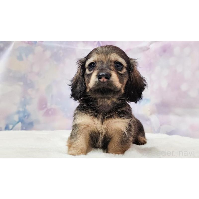 販売中の大阪府のミニチュアダックスフンド(ロングヘアード)-445621の1枚目