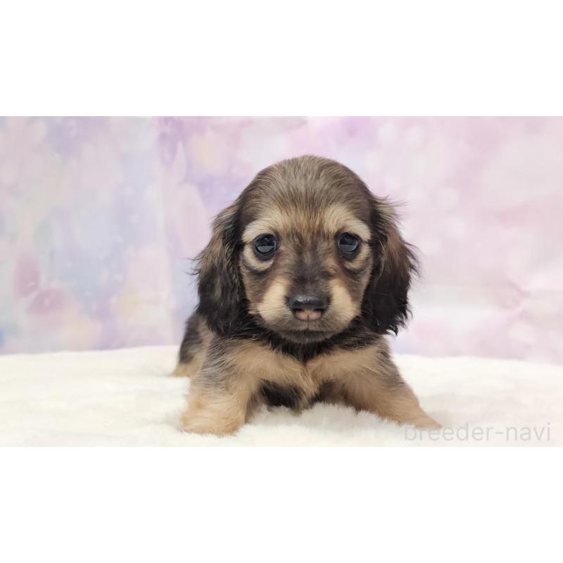 販売中の大阪府のミニチュアダックスフンド(ロングヘアード)-445621の5枚目