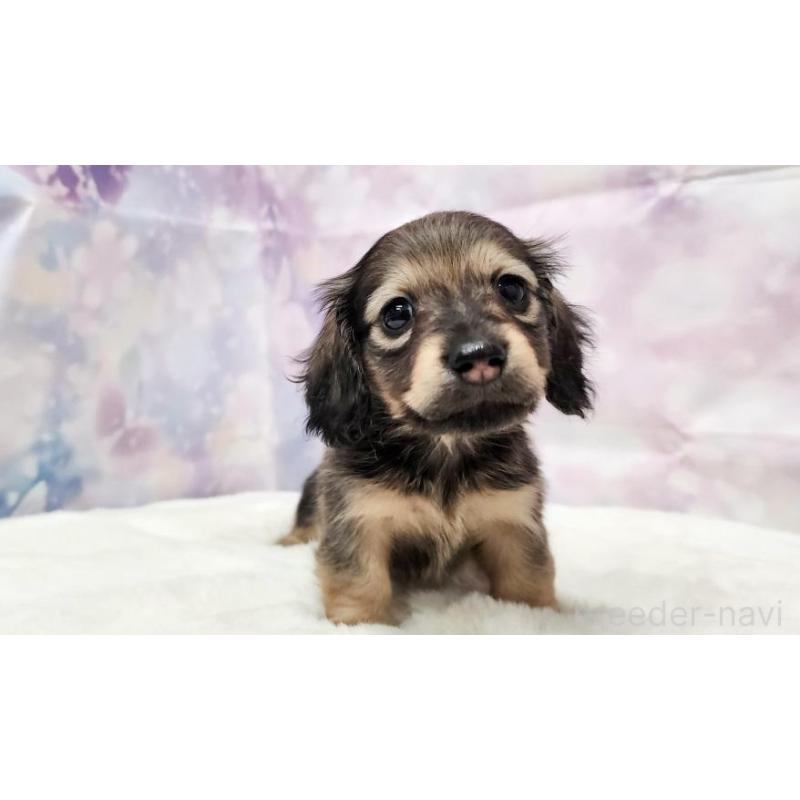 販売中の大阪府のミニチュアダックスフンド(ロングヘアード)-445621の4枚目