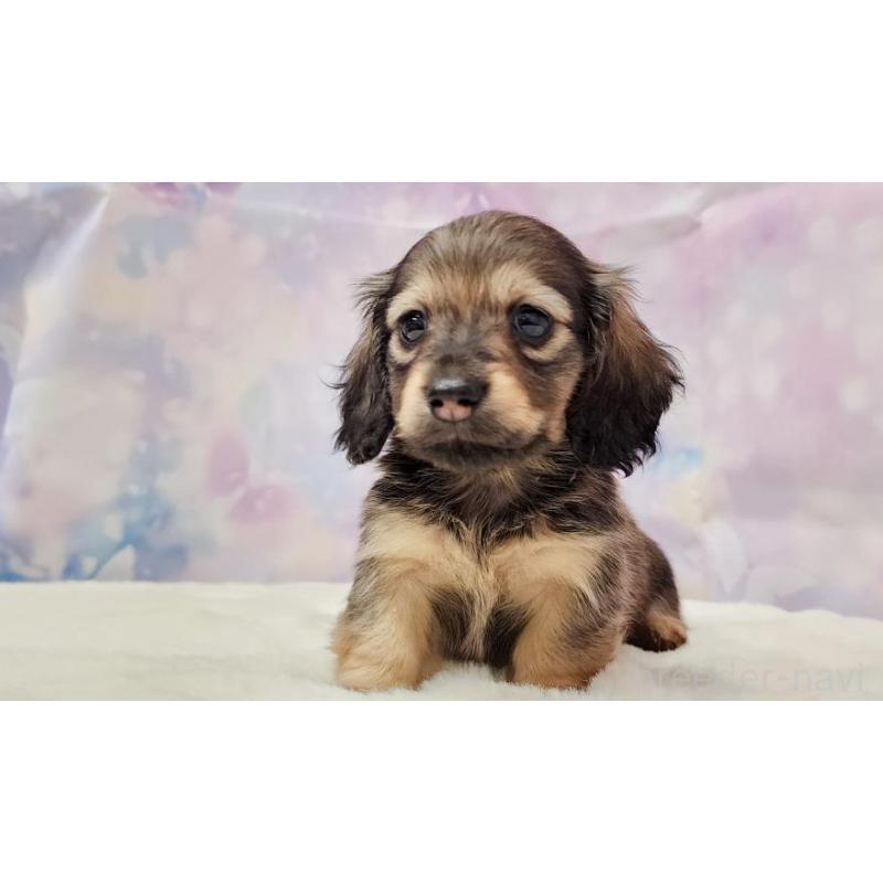 販売中の大阪府のミニチュアダックスフンド(ロングヘアード)-445621の3枚目