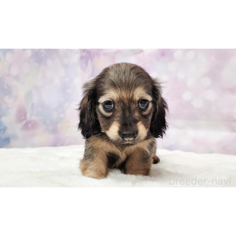 販売中の大阪府のミニチュアダックスフンド(ロングヘアード)-445621の2枚目