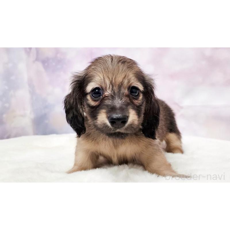 販売中の大阪府のミニチュアダックスフンド(ロングヘアード)-445622の4枚目