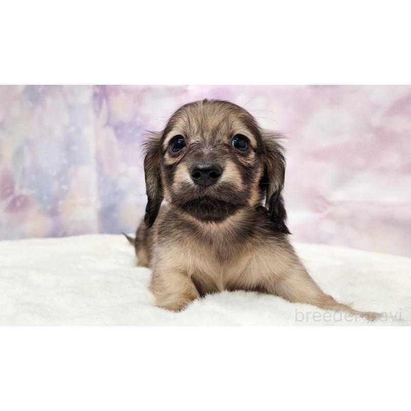 販売中の大阪府のミニチュアダックスフンド(ロングヘアード)-445622の5枚目