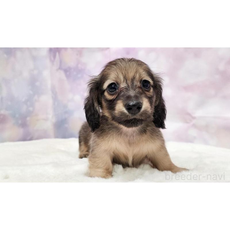 販売中の大阪府のミニチュアダックスフンド(ロングヘアード)-445622の2枚目